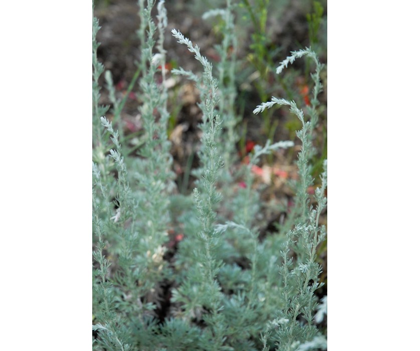 Fringed Sage